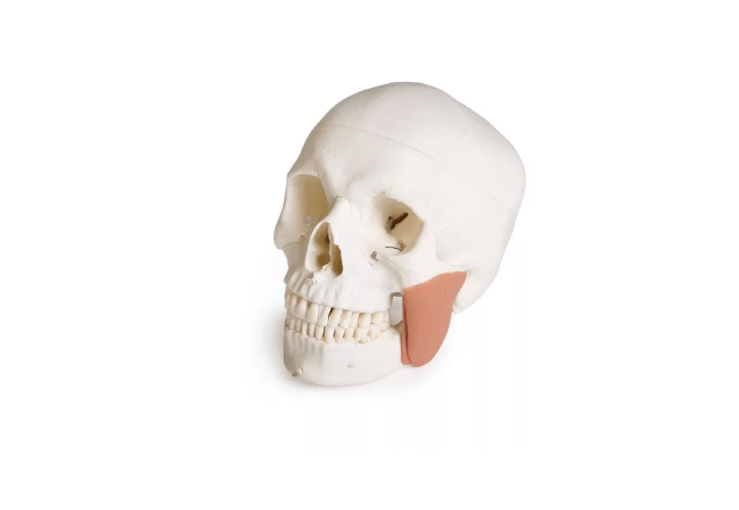 Schädelmodell für Zahnmedizin mit CMD - Syndrom, 8 - teilig – spezialisiertes Lehrmodell zur craniomandibulären Dysfunktion - Erler - Zimmer